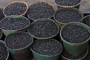 Nanofertilizante produzido com caroço de açaí estimula crescimento de milho e sorgo
