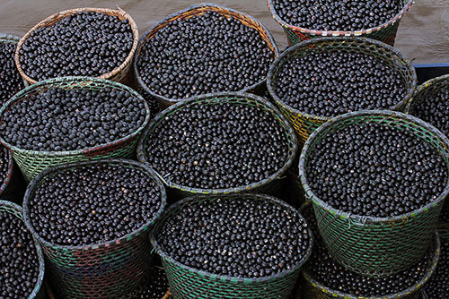 Nanofertilizante produzido com caroço de açaí estimula crescimento de milho e sorgo