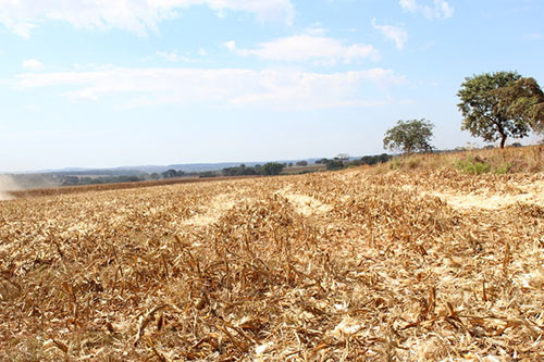 Vazio sanitário antecipa decisões importantes para a próxima safra de soja