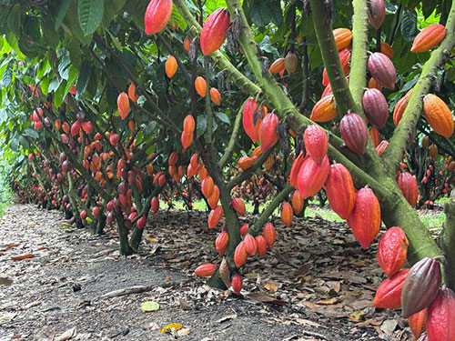 ICL lança parceria com a ofi Brasil e mira 5 mil hectares de cacau na Bahia