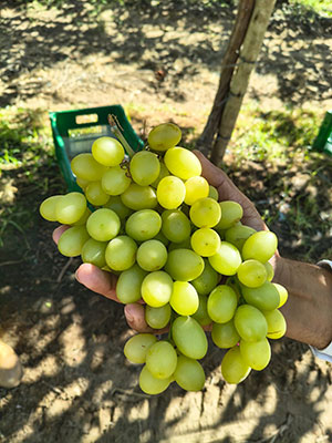 Fruticultura do Vale do São Francisco enfrenta desafios no controle de pragas