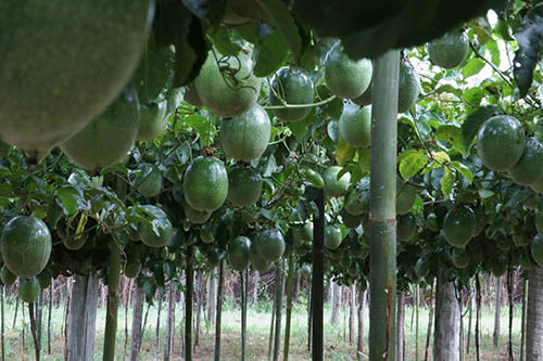  Cultivares IAC de maracujá para indústria alcançam todo o Brasil