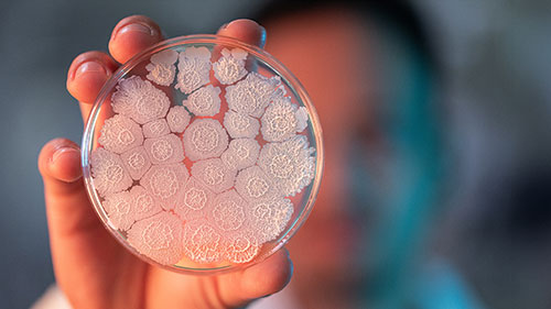 Produtores elegem Koppert Brasil melhor fornecedora de biológicos para cana-de-açúcar