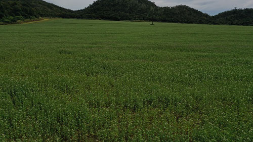Legado Verdes do Cerrado transforma conservação em impulsionamento da cadeia produtiva e fortalece bioeconomia em parceria com a Concepta Ingredients