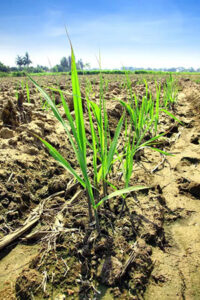 Estudo publicado na STAB mostra aumento de 66% na produtividade da cana com fertilizante de calcário micronizado