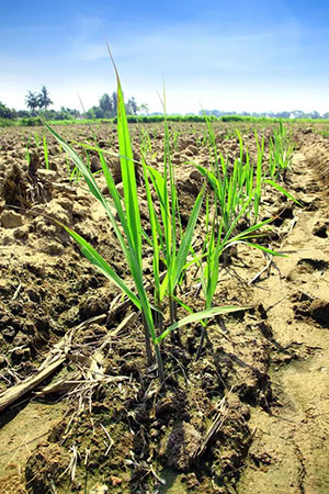 Estudo publicado na STAB mostra aumento de 66% na produtividade da cana com fertilizante de calcário micronizado
