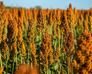 Sorgo: o grão que muita gente não conhece, mas está cada vez mais presente no agro brasileiro