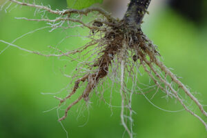 Nematoides: o inimigo invisível que impacta o rendimento do produtor