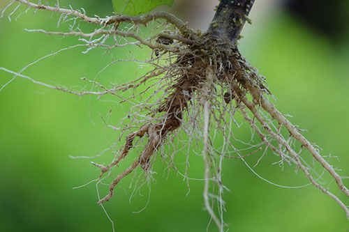 Nematoides: o inimigo invisível que impacta o rendimento do produtor