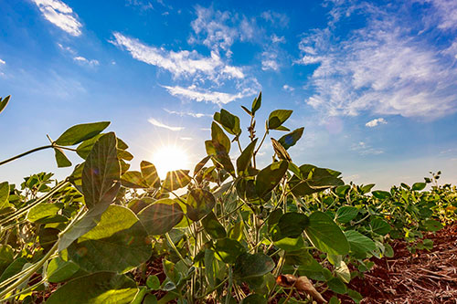 Setembro abre nova janela para a soja e reforça importância do manejo antecipado da ferrugem