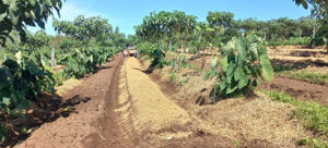 Protocolo de Transição Agroecológica completa 10 anos incentivando práticas sustentáveis no campo paulista