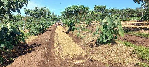 Protocolo de Transição Agroecológica completa 10 anos incentivando práticas sustentáveis no campo paulista