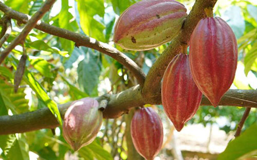 Rainforest Alliance destaca benefícios da certificação na ExpoCacau 2026