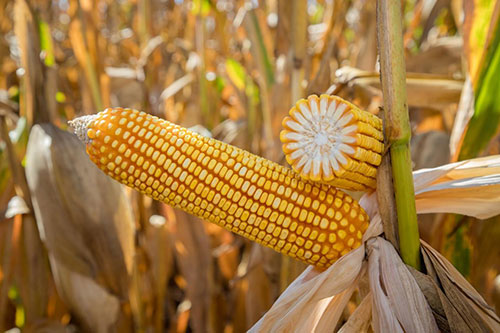 Safrinha 2025/26: tecnologia impulsiona a produtividade do milho em Mato Grosso