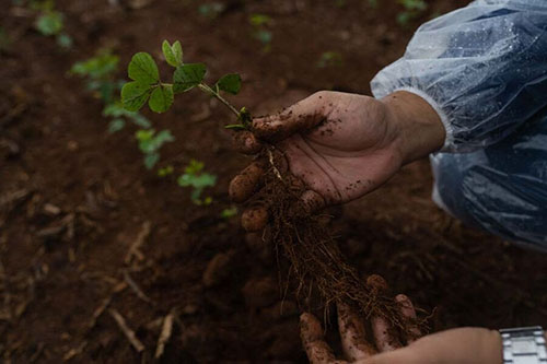 Novas tecnologias para controle de nematoides e doenças foliares são destaques da Syngenta no 40º Congresso Brasileiro de Nematologia