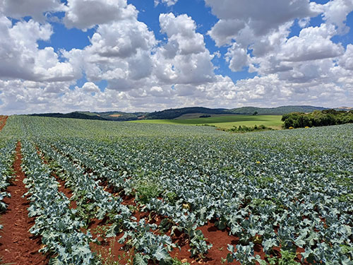 Instabilidades climáticas no verão ameaçam produtividade e qualidade do brócolis