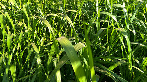 Plantas de cobertura elevam produtividade da soja em até 8,1 sacas por hectare, aponta estudo