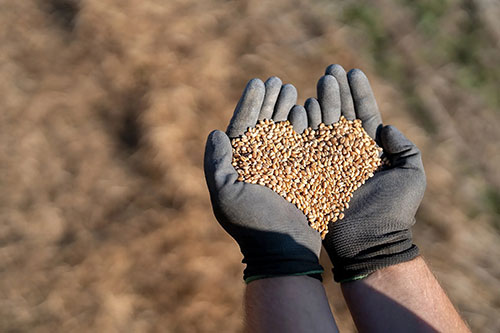 Yara lança plataforma que calcula impacto da escolha de fertilizantes na descarbonização