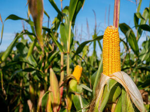 El Niño aumenta atenção para estresse hídrico na safra 26/27