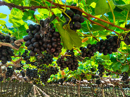 Fruticultura do Vale do São Francisco enfrenta desafios no controle de pragas