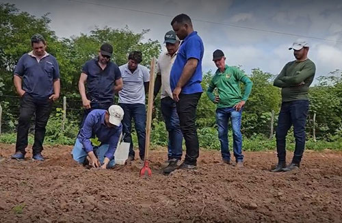 Projeto Caju distribui 10 mil mudas e beneficia mais de 100 produtores no semiárido cearense