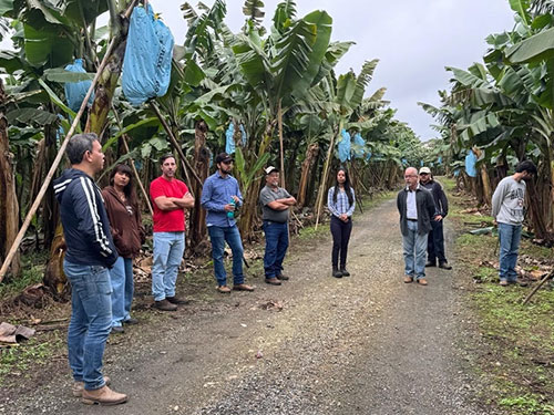  A banana que você vê na feira é só a ponta do cacho
