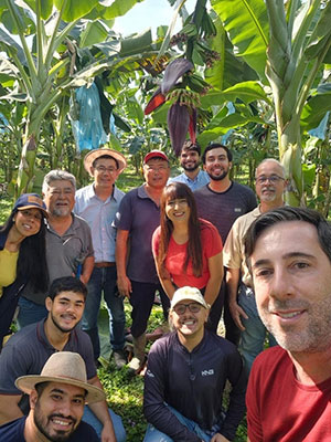 A banana que você vê na feira é só a ponta do cacho