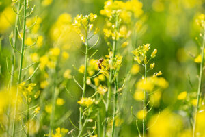Canola avança no Brasil como opção rentável no inverno