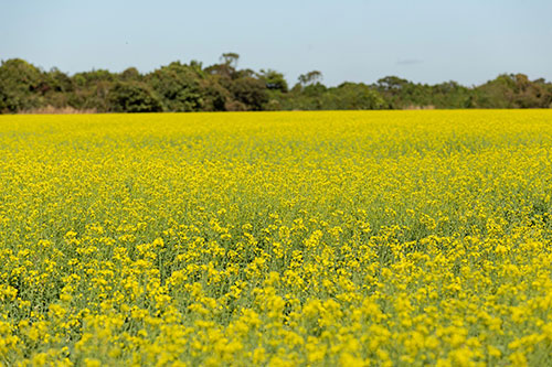 Cultivo de canola cresce no Brasil como opção lucrativa de inverno