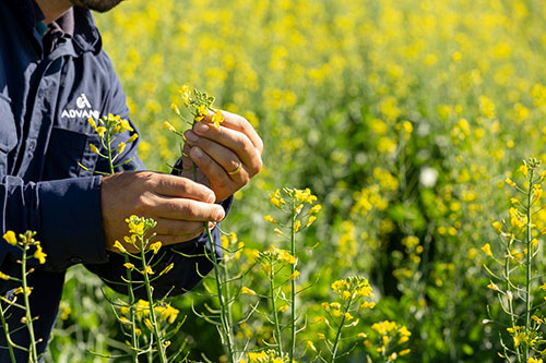 Cultivo de canola cresce no Brasil como opção lucrativa de inverno