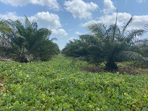 Agropalma utiliza puerária para reforçar a resiliência da palma diante dos efeitos do El Niño
