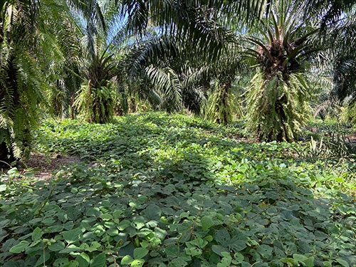 Agropalma utiliza puerária para reforçar a resiliência da palma diante dos efeitos do El Niño