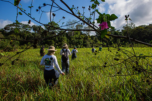 Biodiversidade invisível da Mata Atlântica pode impulsionar a biotecnologia e a conservação do bioma