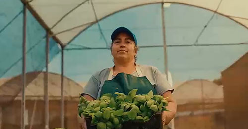 Cada vez mais a agricultura brasileira está empenhada em desenvolver e cumprir seus propósitos, que incluem alimentar as pessoas, gerar trabalho, renda e fortalecer a economia, tudo isso alinhado ao compromisso de sustentabilidade ambiental. Esse caminho passa necessariamente pelo manejo fitossanitário correto da lavoura. Especialista em proteção de hortifrútis (HF), café e citros, a Ascenza lançou uma campanha focada em quem é o centro da agricultura brasileira, o produtor rural. Sob o conceito “Especialização não é um detalhe”, a campanha enfatiza a missão da Ascenza de transformar expertise técnica em uma relação estreita com o agricultor, baseada em conhecimento, confiança, empatia e principalmente em propósito. “O mercado de HF, café e citros é muito grande e pulverizado no Brasil. O objetivo da campanha é ampliar a abrangência da marca e, mais do que produtos e operação, levar propósito para conhecimento do agricultor. O marketing da empresa está sendo repaginado para um marketing de propósito”, afirma a engenheira agrônoma e gerente de marketing da Ascenza Brasil, Patrícia Cesarino. Produtores rurais e suas atividades são estrelas da nova campanha da Ascenza e participam de todo o material produzido. “Fizemos questão de colocar produtores reais nessa história porque não estamos falando de uma agricultura abstrata. Estamos falando de pessoas, famílias, propriedades e negócios que precisam lidar diariamente com clima, pragas, doenças, custos, produtividade e exigências cada vez maiores do mercado. A nossa comunicação reflete essa realidade”, destaca Patrícia. A campanha mostra a rotina do produtor para falar diretamente com ele e construir uma conexão direta com quem efetivamente toma decisões no campo. “Temos uma oportunidade enorme de tornar nossa marca mais conhecida por quem produz. O agricultor é o protagonista dessas cadeias e precisa estar no centro da nossa comunicação. Por isso, estamos mudando a lógica: em vez de falar primeiro sobre o que vendemos, queremos falar sobre por que existimos e sobre como podemos contribuir para que esse produtor produza melhor”, explica a especialista em comunicação da Ascenza Brasil, Sabrina Goveia. Patrícia explica que a empresa atua para que o agricultor, de todos os tamanhos, possa produzir mais, usando melhor os recursos e com menor impacto ao meio ambiente. Ela lembra que todo o portfólio da empresa e do time de técnicos da Ascenza é globalmente direcionado às culturas de hortifrútis, citros e café. A executiva comenta que hoje a marca é muito forte entre os distribuidores de insumos agrícolas e a campanha pretende torná-la ainda mais próxima de um número maior de produtores rurais. A iniciativa deixa claro que a especialização, mais que um atributo de portfólio, é uma forma de compreender profundamente as necessidades de cada cultura e dos produtores, que vivenciam os desafios do campo. “Para a Ascenza e toda a nossa equipe, especialização, além de oferecer produtos eficientes para cada cultura, é conhecer a realidade do produtor, entender as dores que ele enfrenta e ter a capacidade de entregar conhecimento, tecnologia e soluções que façam sentido para a sua rotina. Queremos que o agricultor enxergue a Ascenza como uma empresa que está ao lado dele, e não apenas como uma fornecedora de produtos”, afirma Patrícia. Divulgação estratégica A divulgação da campanha "Especialização não é um detalhe" teve início na Hortitec, em junho deste ano, e será desenvolvida até julho de 2027. A estratégia combina filme institucional, publicidade em televisão aberta, redes sociais, participação em feiras e eventos do setor, além de apresentações, treinamentos de colaboradores e encontros com produtores.