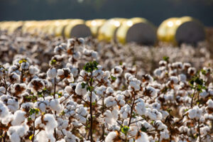 Da semente à fibra, BASF Soluções para Agricultura apresenta inovações para produtividade e qualidade no algodão brasileiro