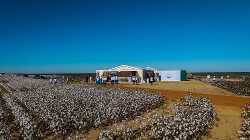 Bayer apresenta novidades e soluções integradas para a cotonicultura no 15º Congresso Brasileiro do Algodão