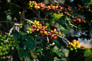 El Niño exige manejo integrado para preservar produtividade do café