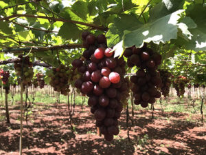 Com o apoio da CATI, Feira da Uva e da Agricultura Familiar volta a ser realizada em Jales