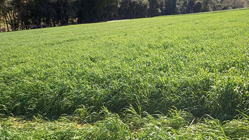 Aveia-preta é opção de cultura de inverno adaptada às condições de cultivo de São Paulo