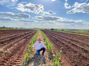Variedade CTC9007 alcança 199,2 toneladas por hectare em primeiro corte em Colina (SP)