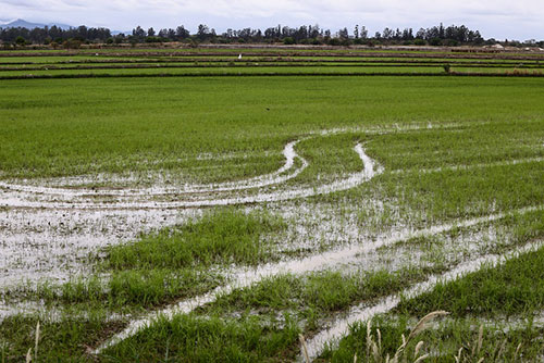 Como o manejo adequado do solo recupera áreas degradadas pelo excesso de chuva