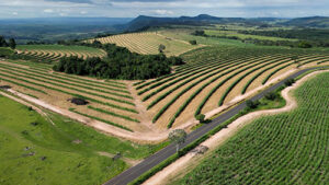 El Niño reforça urgência de preparar a próxima safra para eventos climáticos extremos, alerta Coalizão Brasil