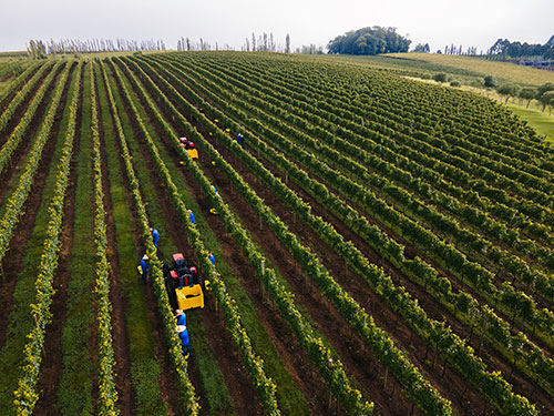 Tecnologia e manejo apoiam 1,1 mil produtores da Vinícola Aurora na adaptação às mudanças climáticas