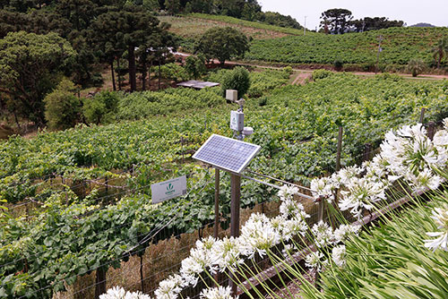 Tecnologia e manejo apoiam 1,1 mil produtores da Vinícola Aurora na adaptação às mudanças climáticas