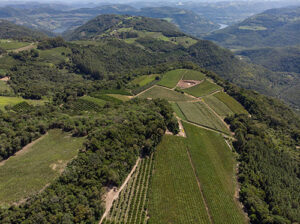 Tecnologia e manejo ajudam 1,1 mil produtores da Vinícola Aurora a se adaptarem às mudanças climáticas