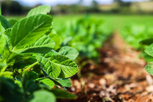 Sanidade Vegetal – Começa nesta terça-feira, 1º de setembro, o calendário de semeadura da soja na Região 1