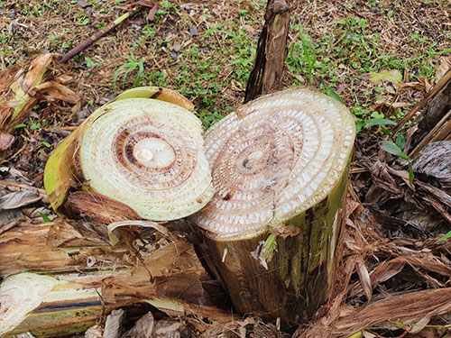  Pesquisa da Embrapa orienta produtores de Roraima no controle ao Moko da Bananeira