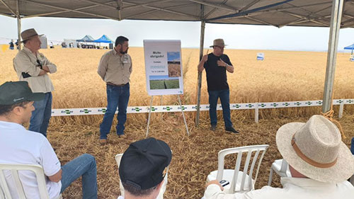 Dia de Campo apresenta cultivares e manejo do trigo irrigado no Cerrado