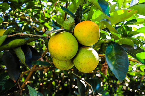  Greening registra menor avanço em nove anos e SP mantém força-tarefa contra a doença