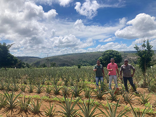 Uso de silicato na correção do solo alcança mais de 60 culturas em Minas Gerais